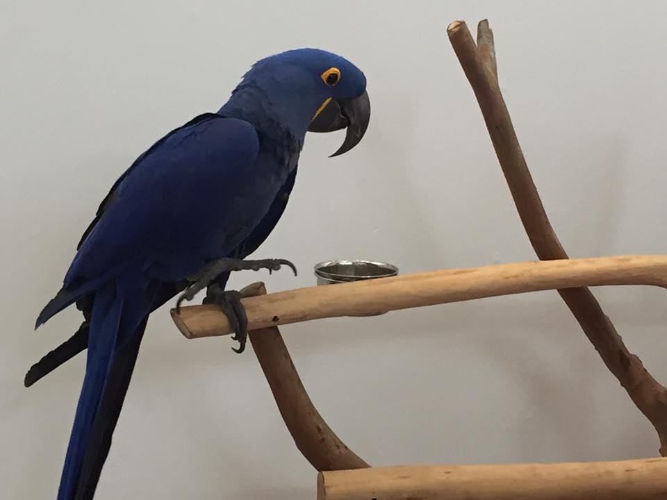 Parrot on HFFN tree stand