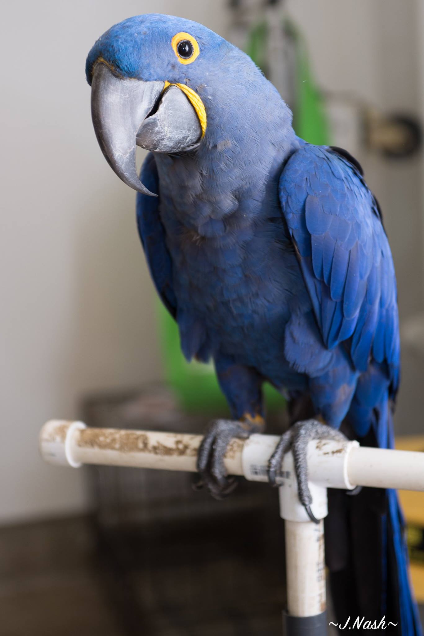 Hyacinth Macaw — stunning cobalt blue plumage — an HFFN member's bird on Oʻahu