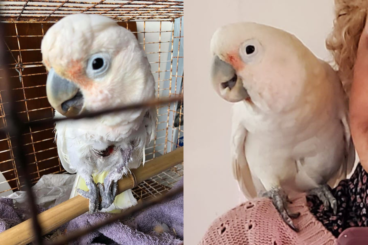 Bebo — rescued parrot — after two years of rehabilitation with HFFN on Oʻahu