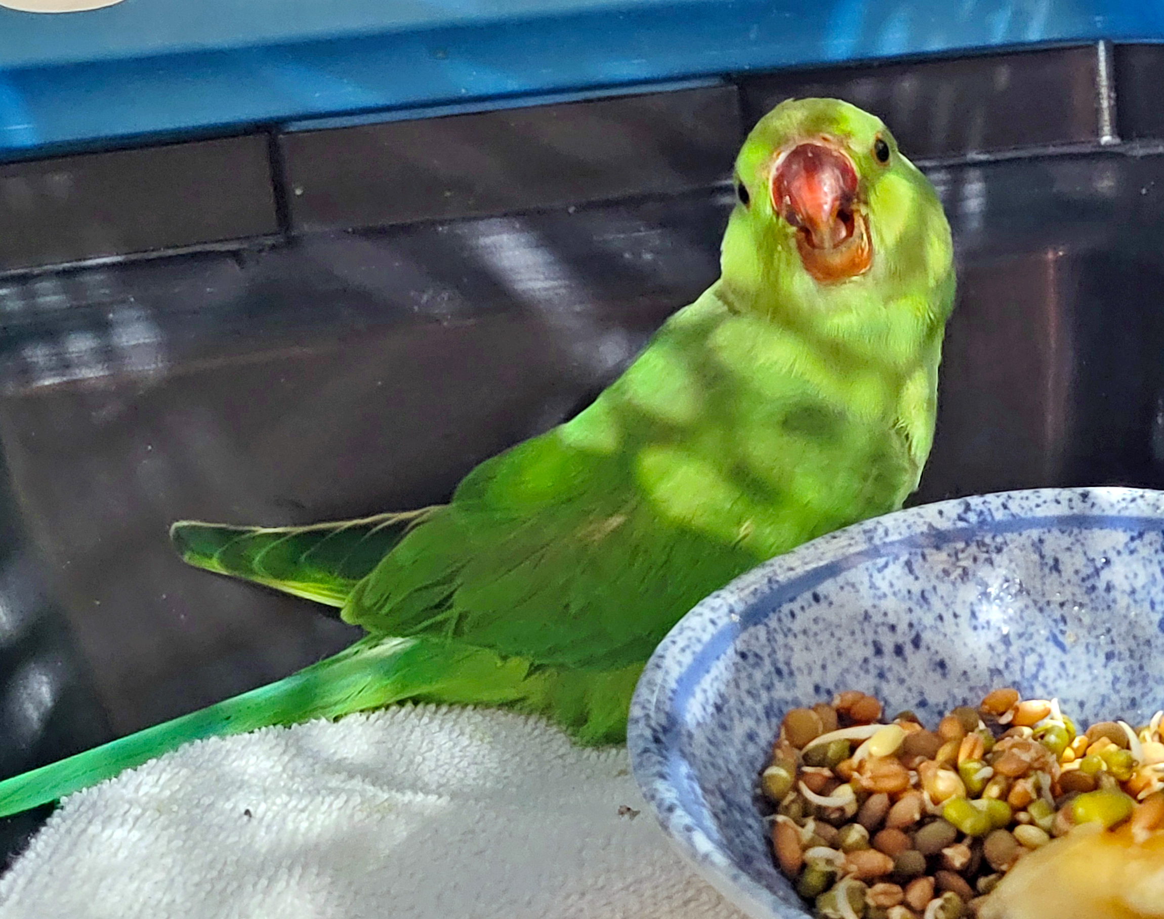 ʻŌhala sitting up next to his food bowl — eating and settling in