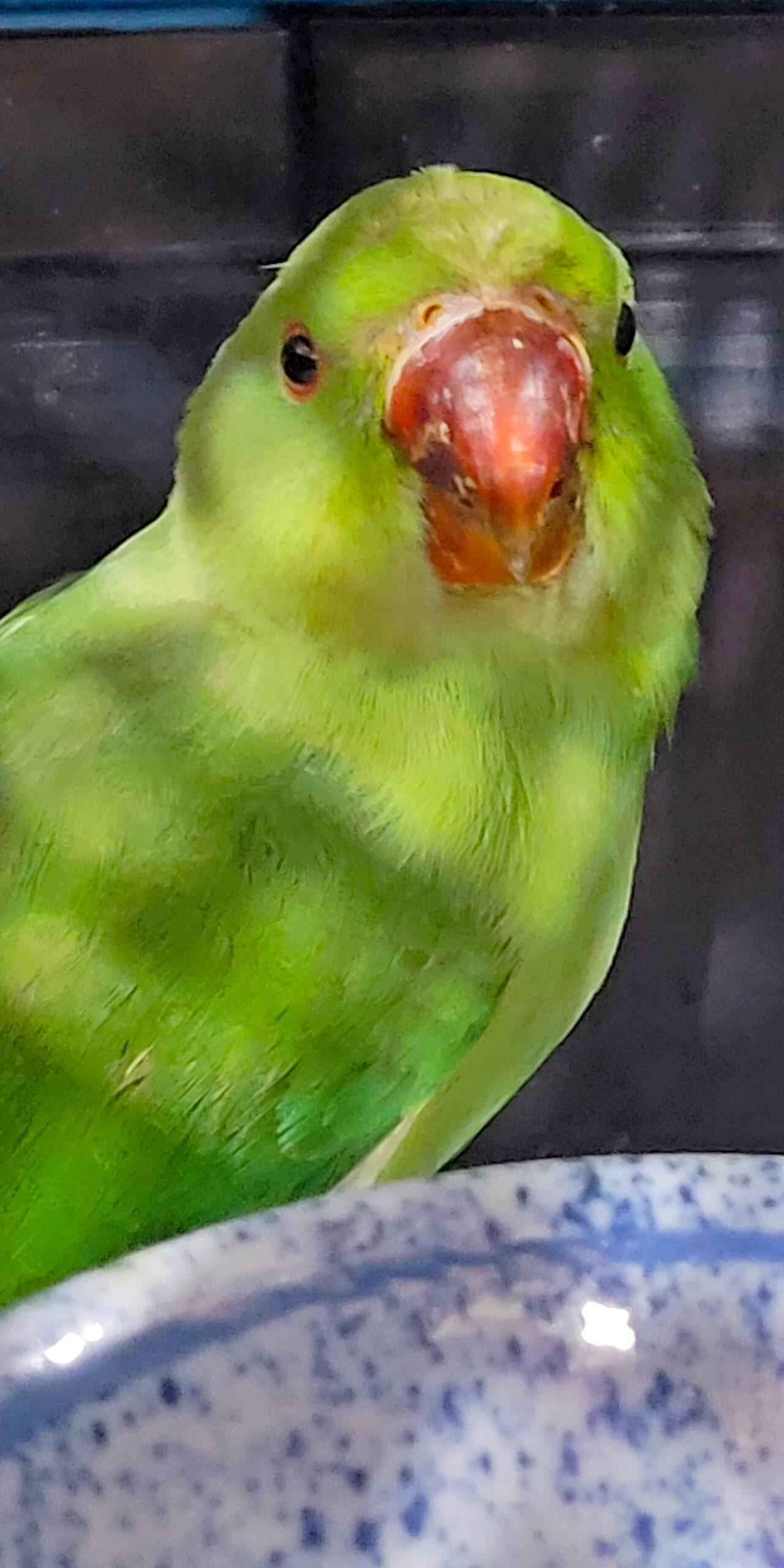 ʻŌhala — a young wild Indian Ringneck Parakeet now in HFFN's care in Kailua, Hawaiʻi