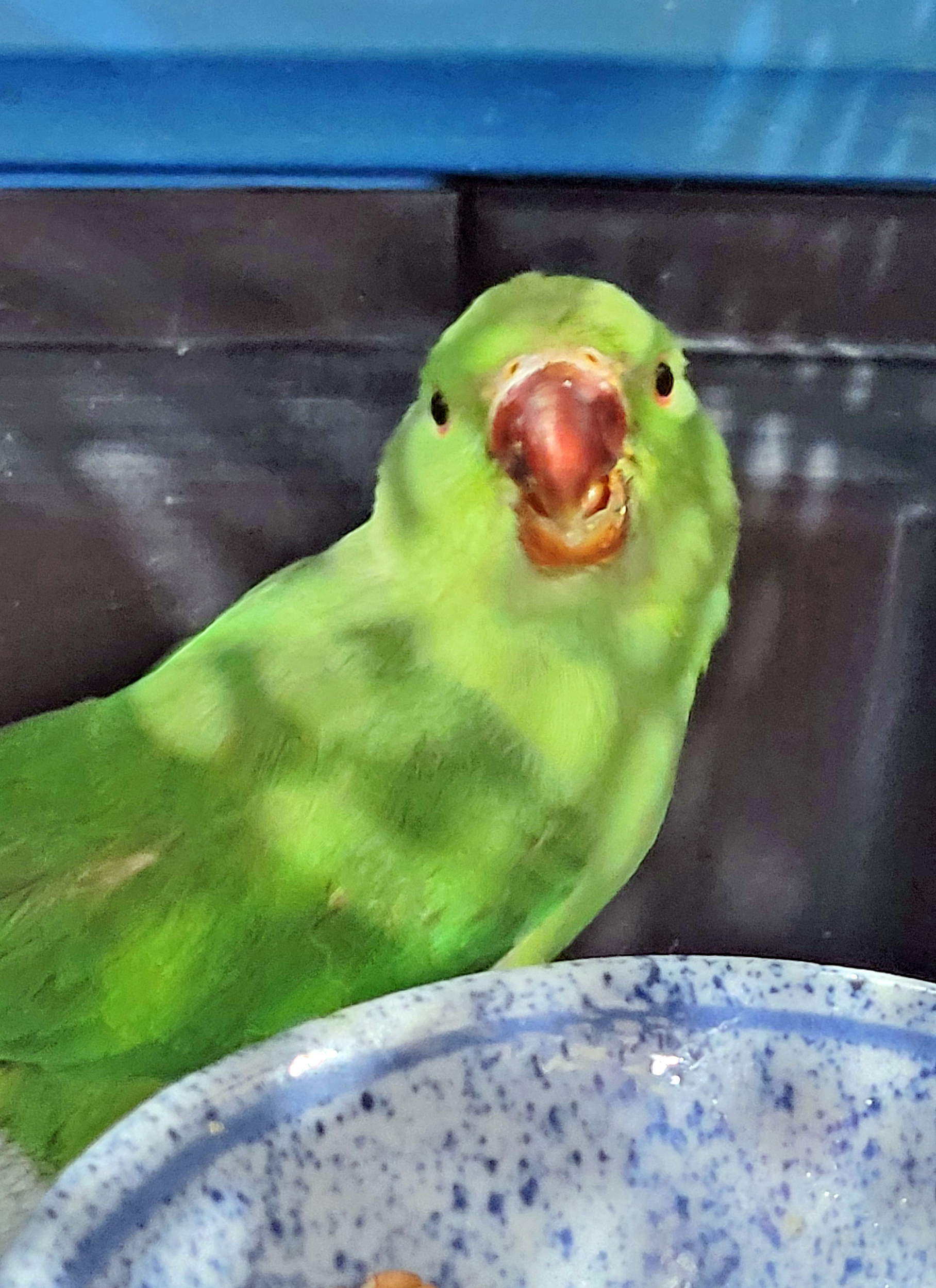 ʻŌhala looking directly at the camera — alert and bright-eyed despite his ordeal