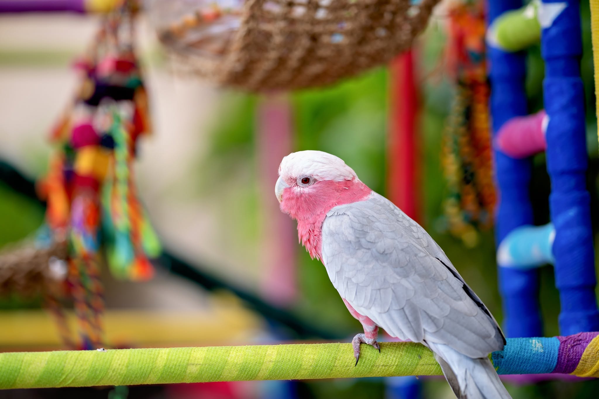 Galah (Rose-breasted Cockatoo) belonging to Barrie Matthews and David Vanzo of the Lahaina Bird Stand