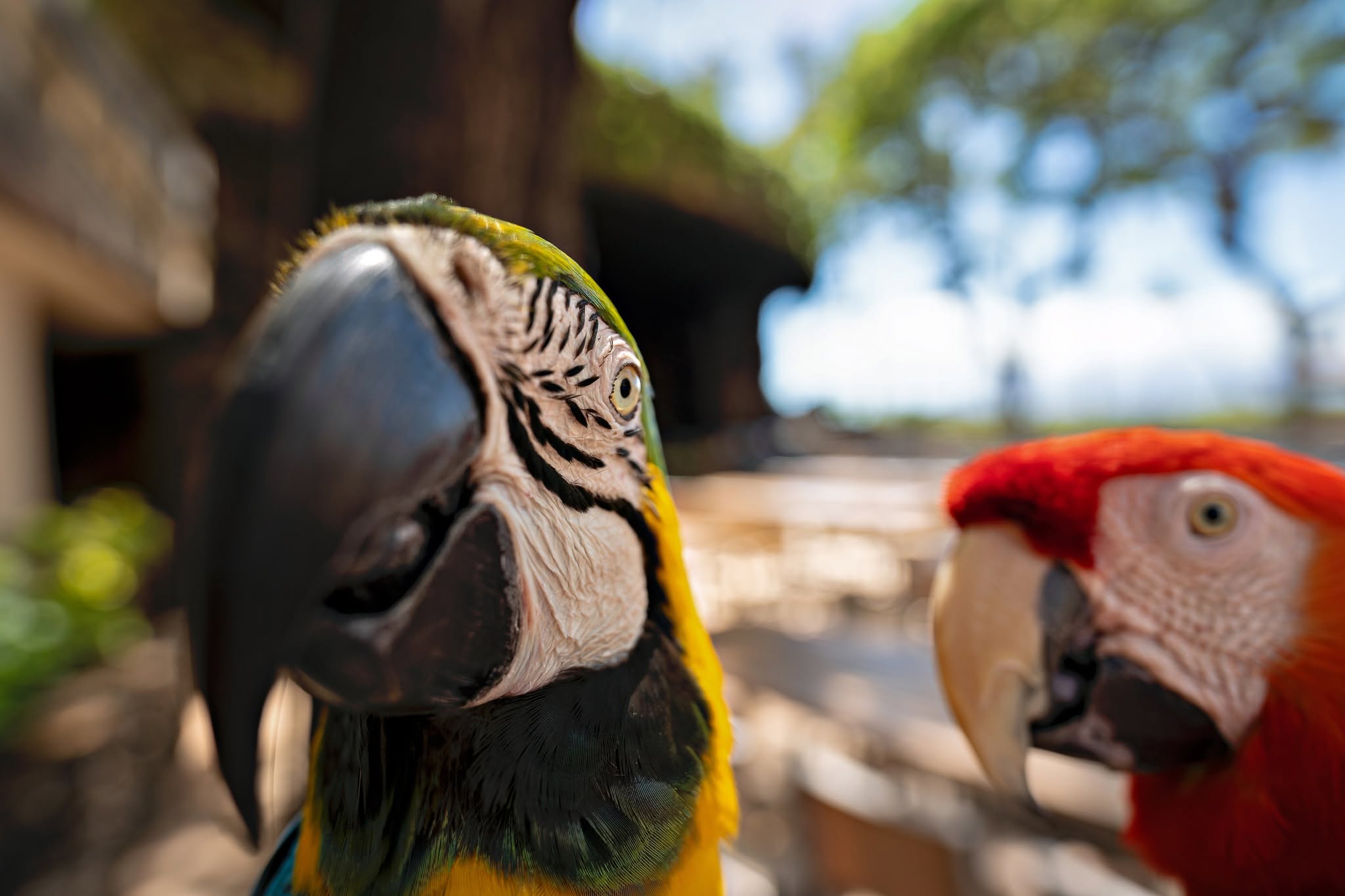 Colorful HFFN bird toys installed inside one of the new cages donated for the Maui wildfire relief effort