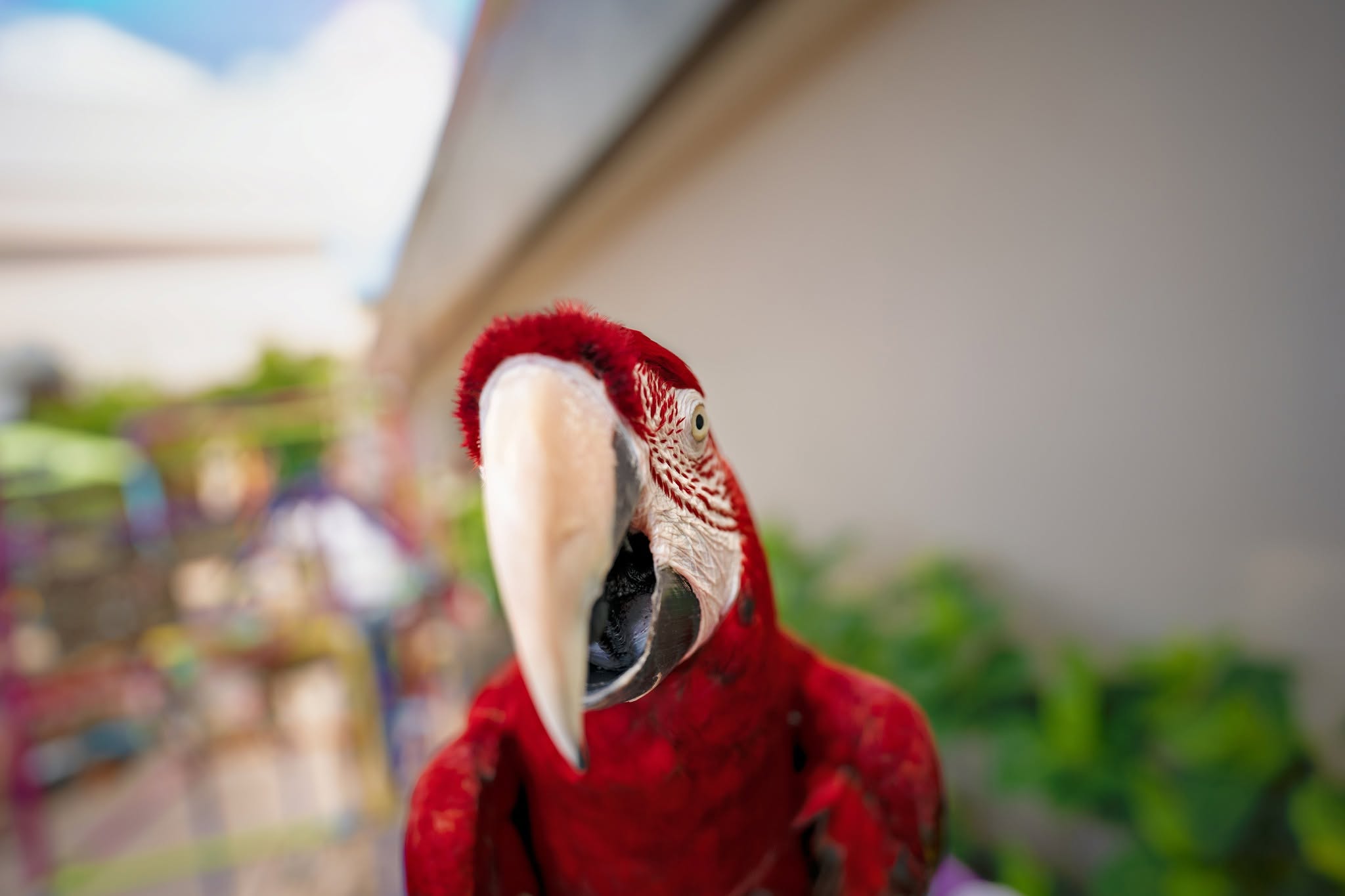 Green Wing Macaw close portrait during HFFN Maui disaster relief visit