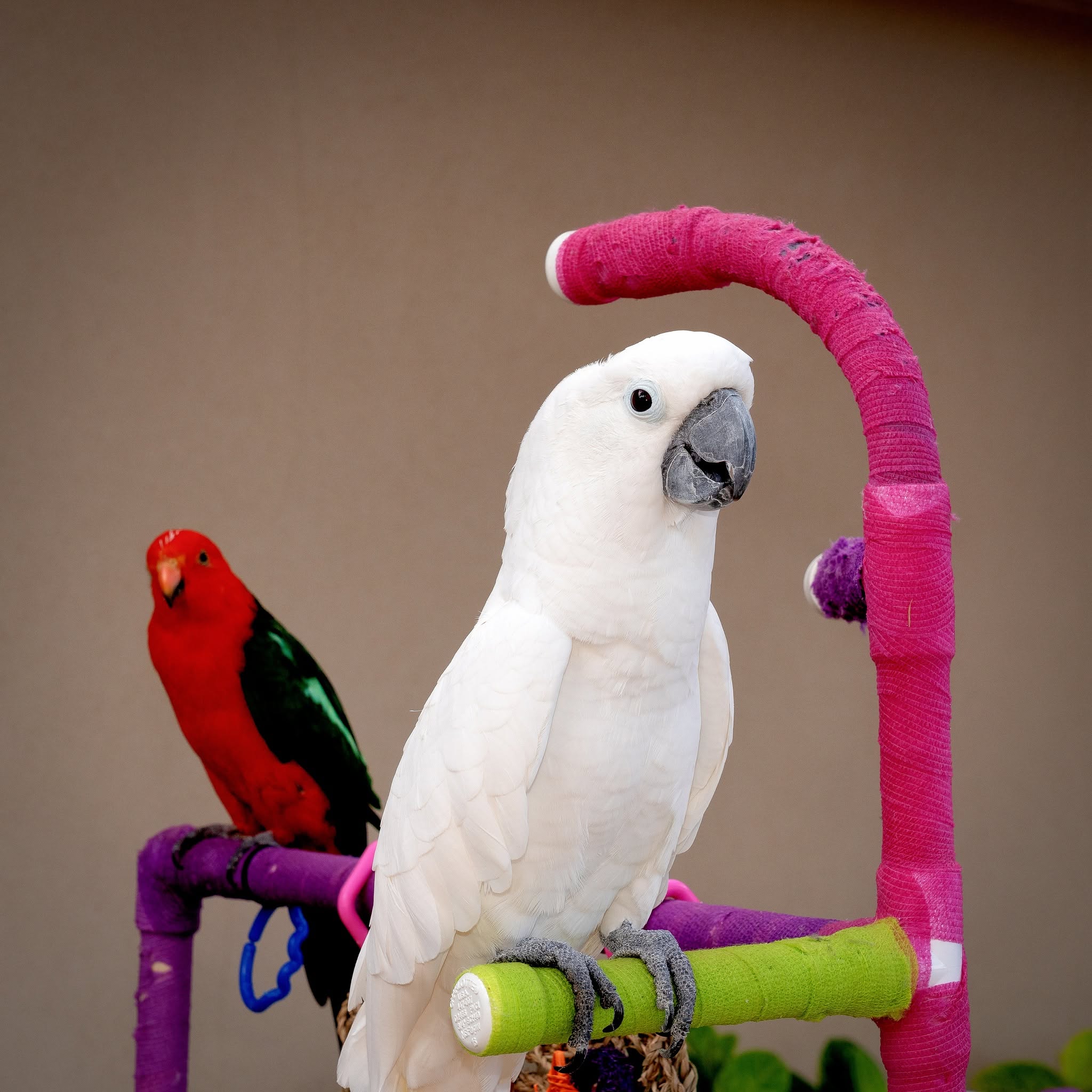 Moluccan Cockatoo and Australian King Parrot on colorful PVC stands at the Hyatt Regency Kaanapali Maui
