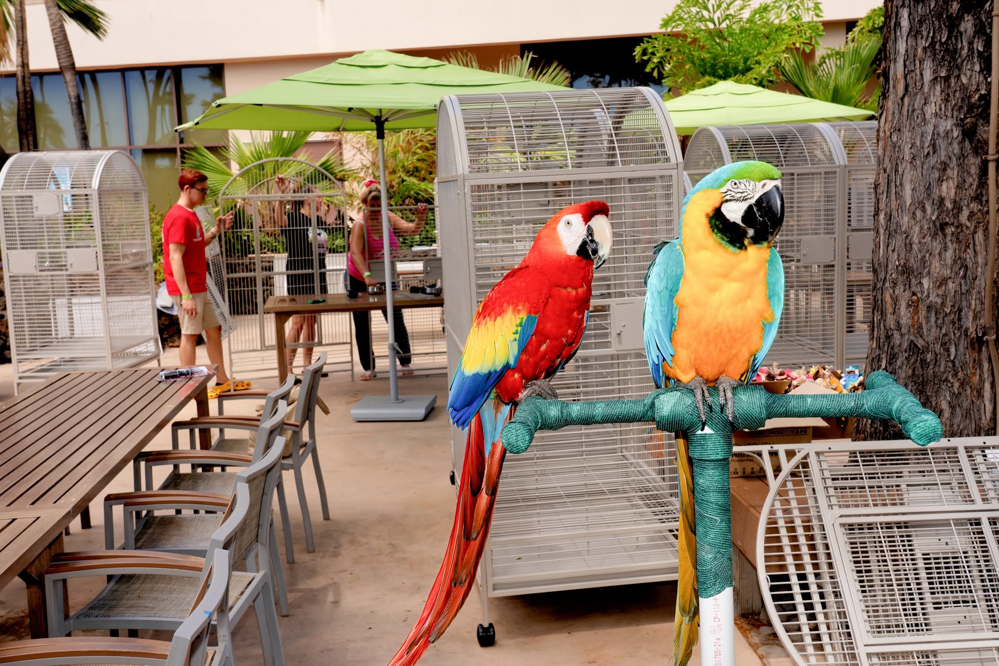 Scarlet Macaw and Harlequin Macaw together during the HFFN Maui wildfire relief effort