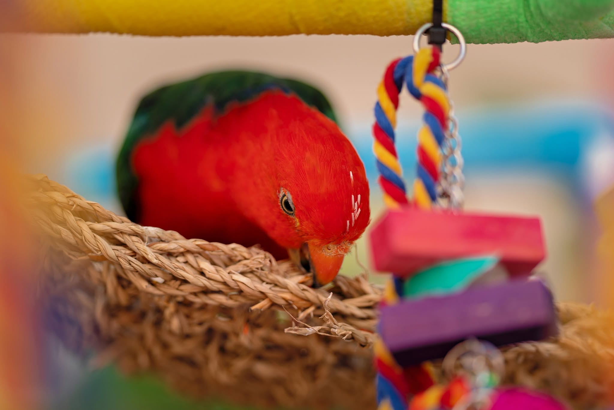 Australian King Parrot investigating a donated toy during the HFFN Maui wildfire relief visit