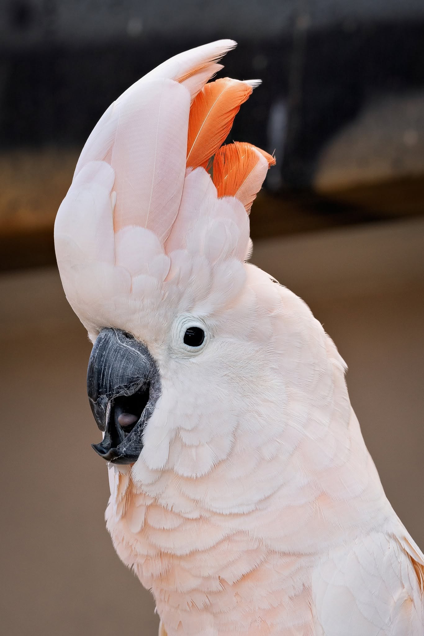 Moluccan Cockatoo belonging to David and Barrie