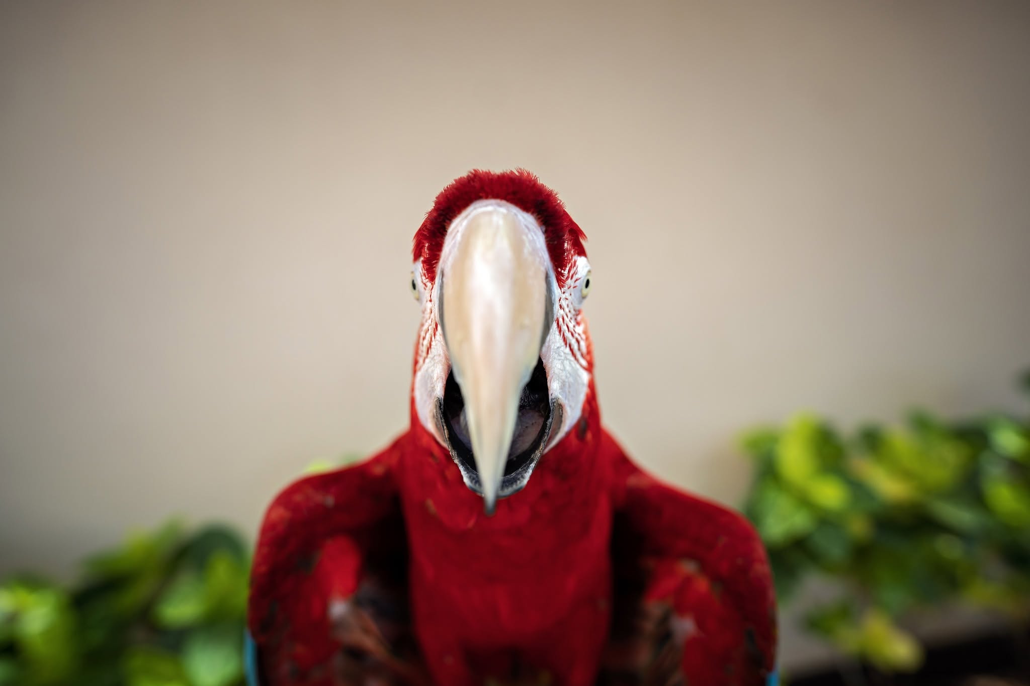 Green Wing Macaw belonging to the Lahaina Bird Stand