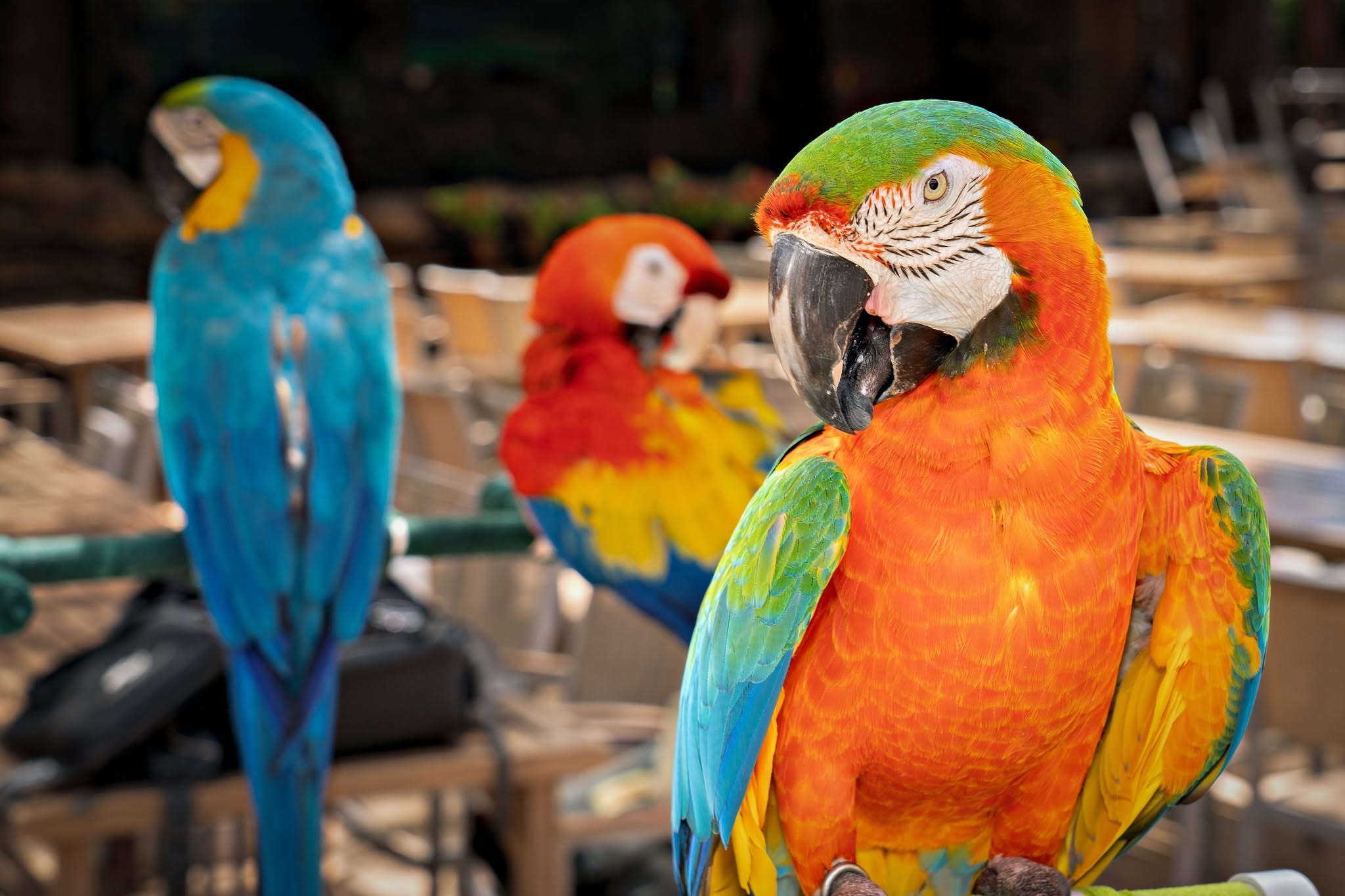 Harlequin Macaw on colorful PVC stand at the Hyatt Regency Kaanapali during the HFFN Maui relief visit