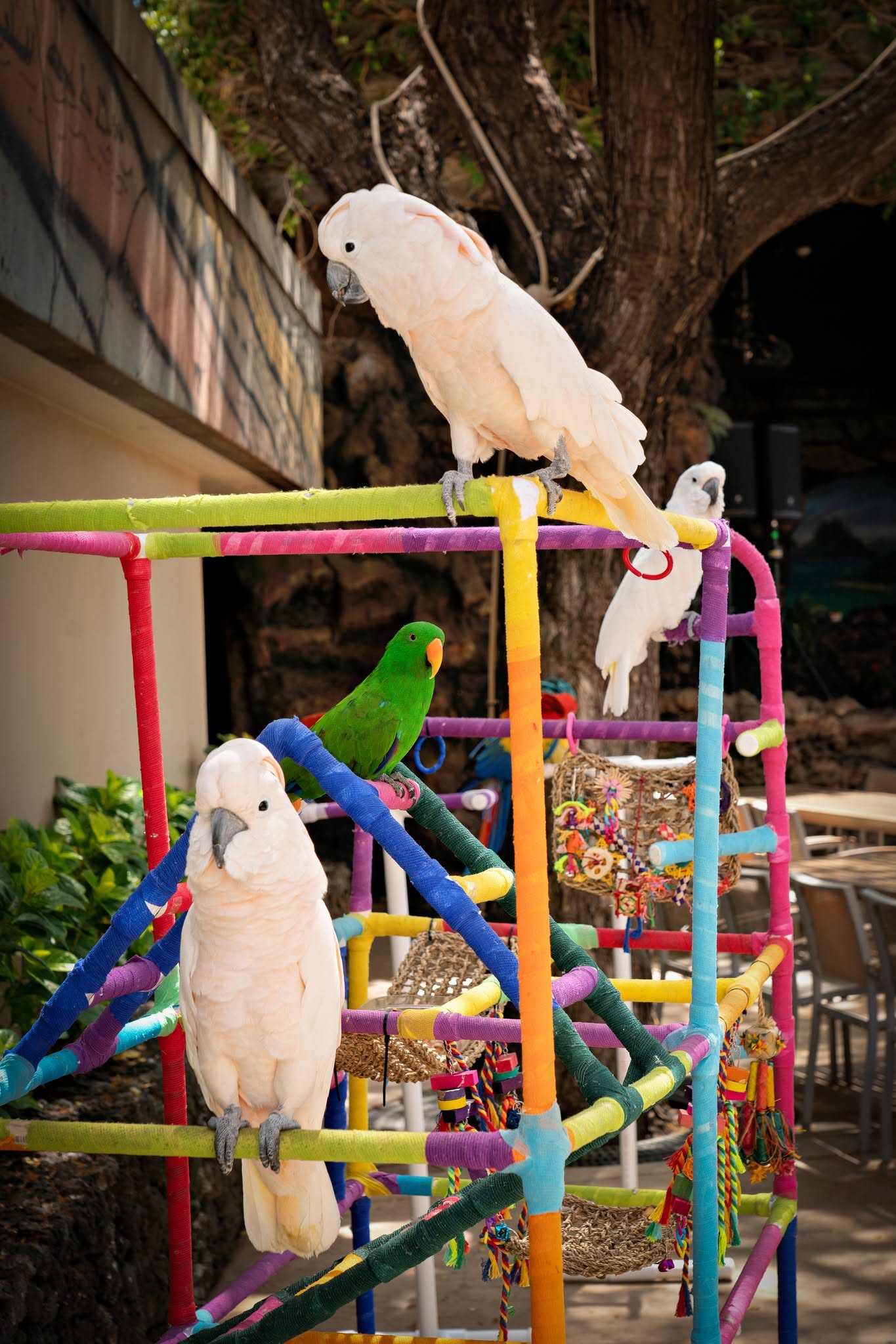 Multiple Moluccans, an Umbrella Cockatoo and and Electus on a playstand together