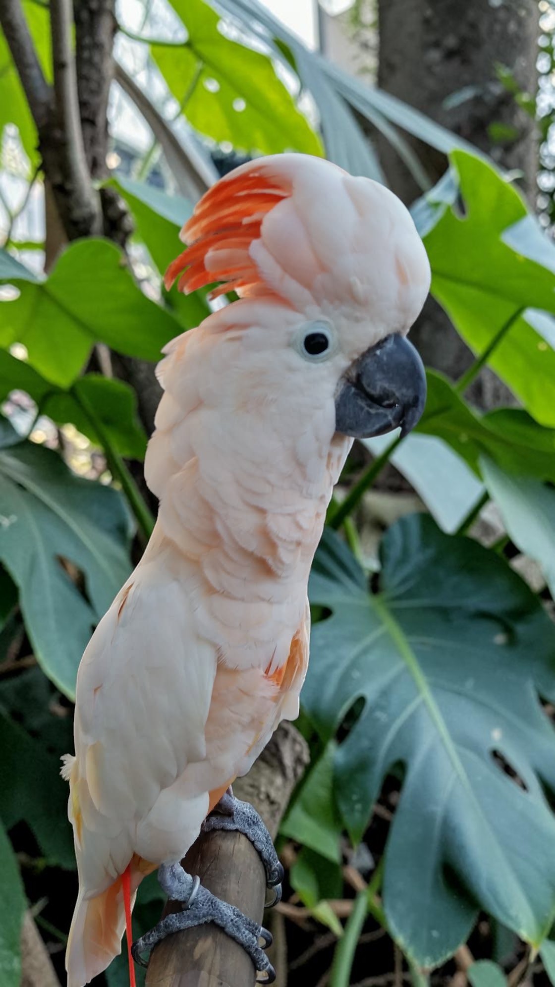 Cockatoo vocalizing at an HFFN event on Oʻahu