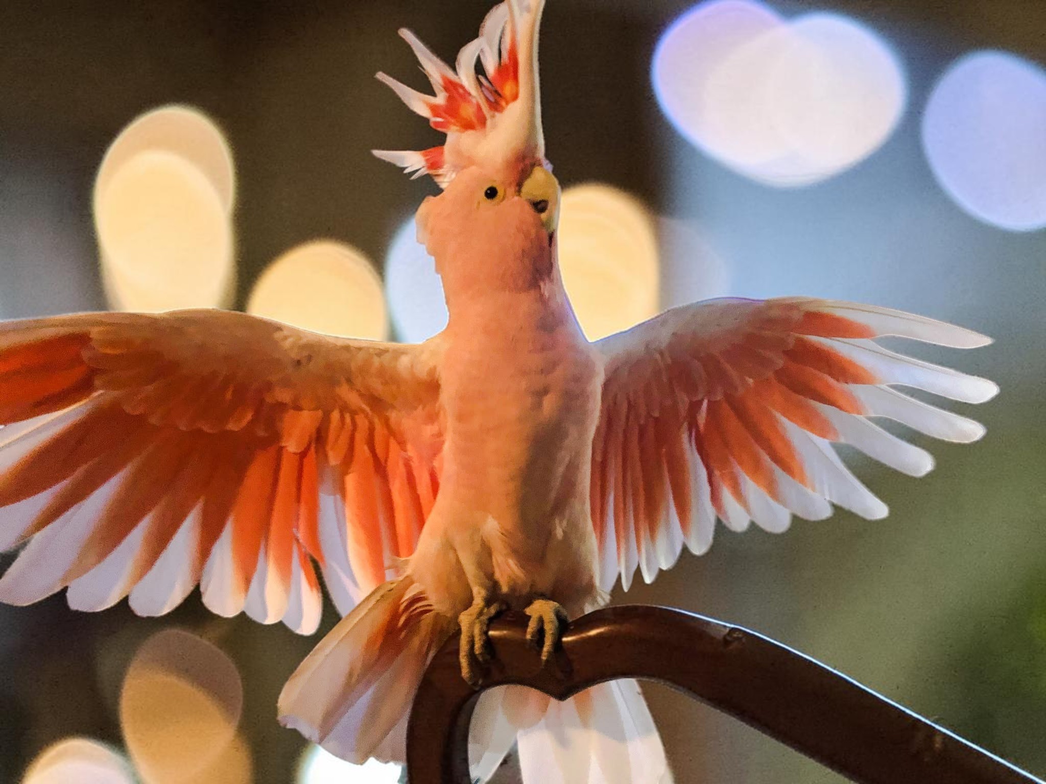 Major Mitchell's Cockatoo — stunning pink and white plumage with multicolored banded crest — an HFFN member's bird