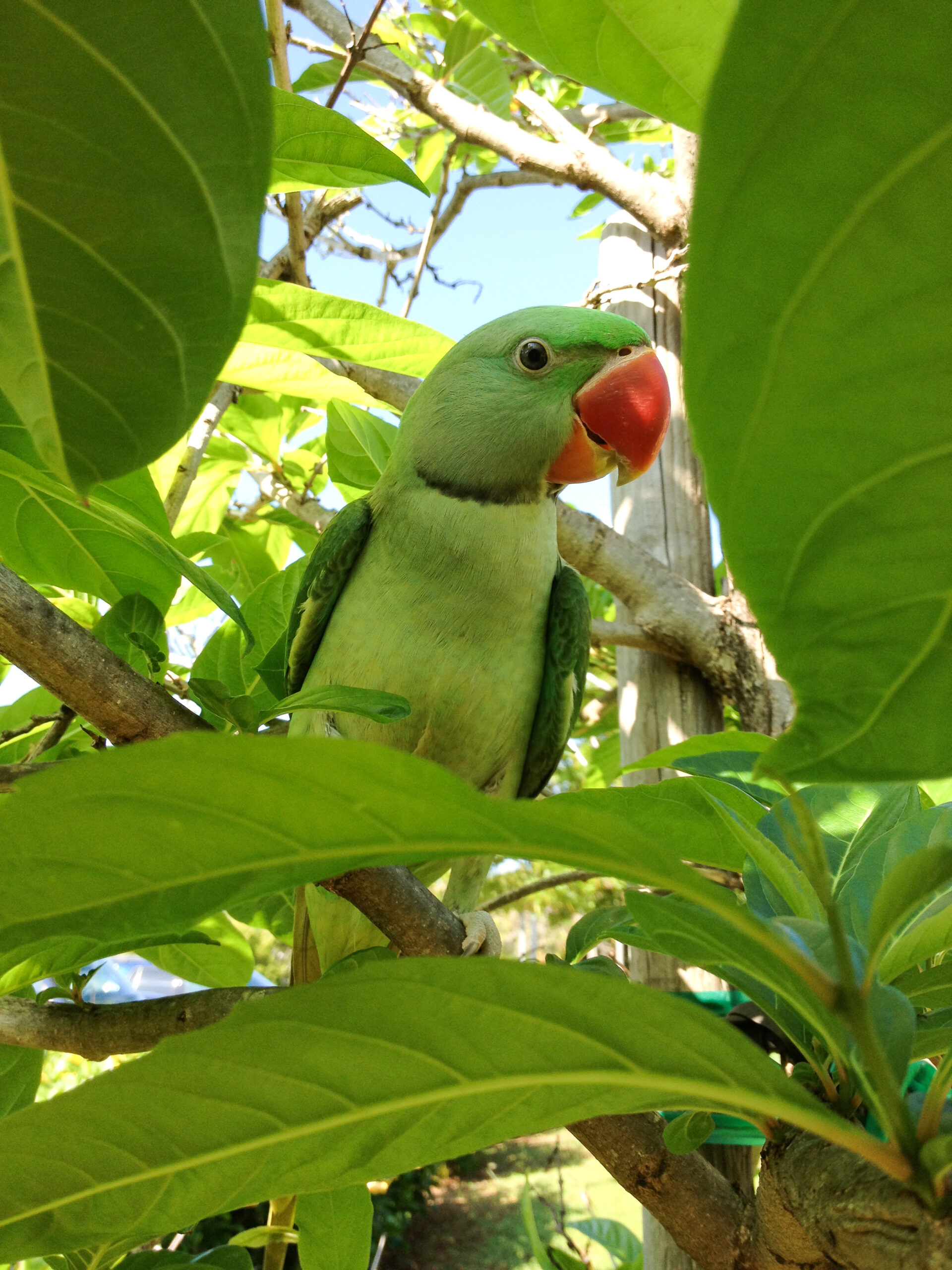 Alexandrine Parakeet — large green parrot with distinctive red shoulder patch — HFFN member's bird on Oʻahu