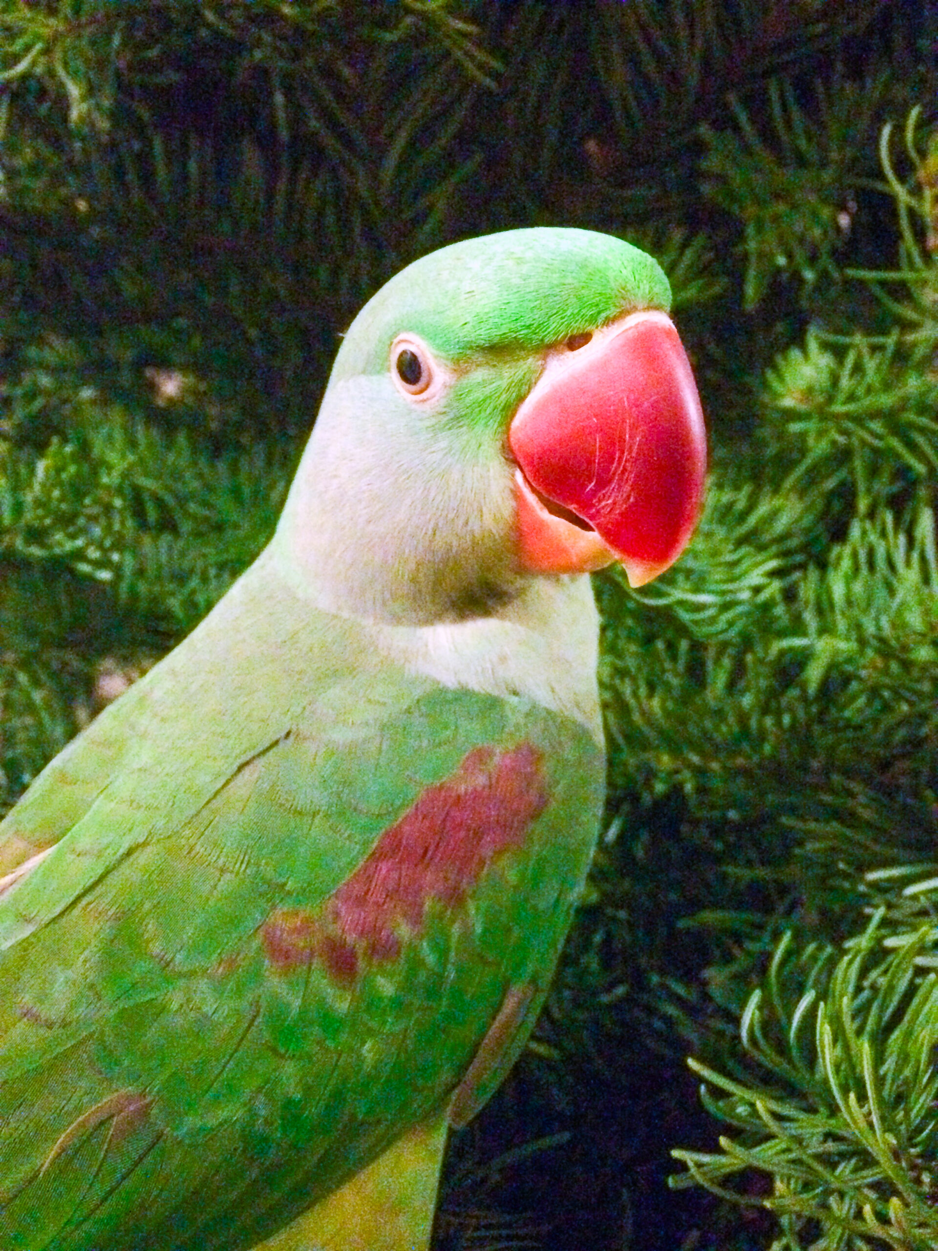 Alexandrine Parakeet — HFFN member's bird on Oʻahu showing full body