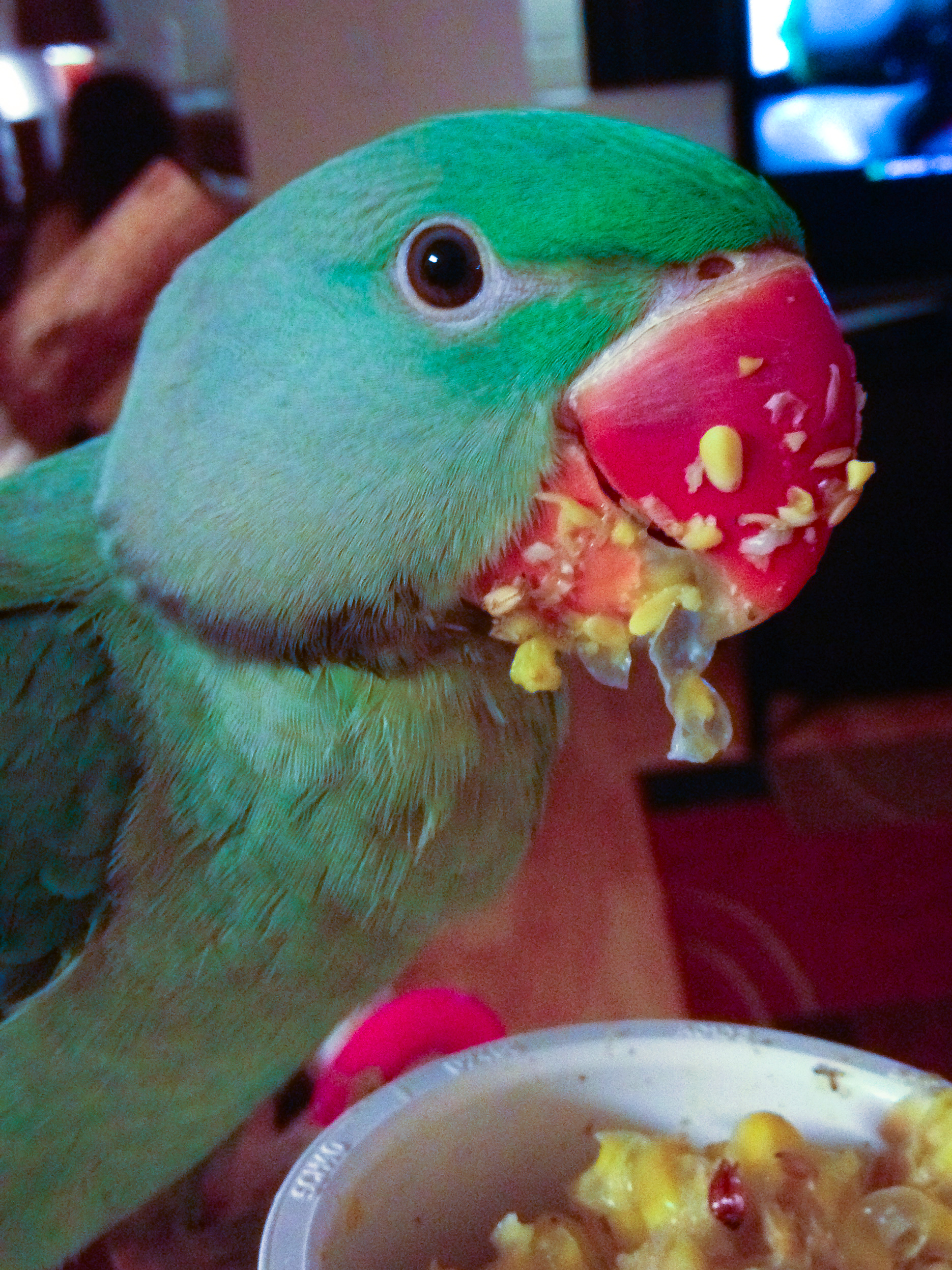 Alexandrine Parakeet — HFFN member's bird on Oʻahu