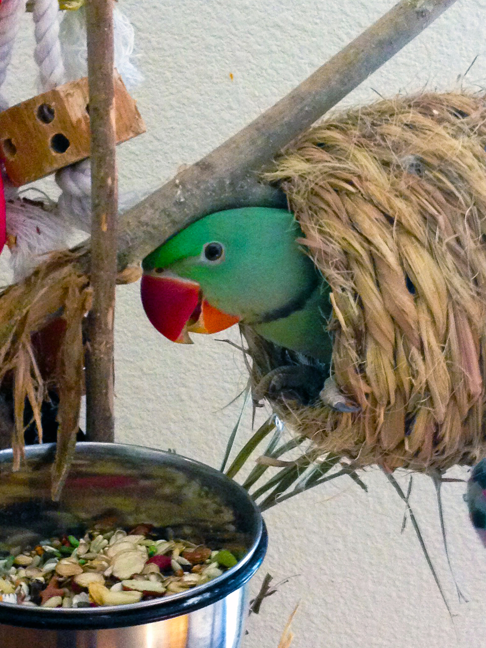 Alexandrine Parakeet — HFFN member's bird on Oʻahu