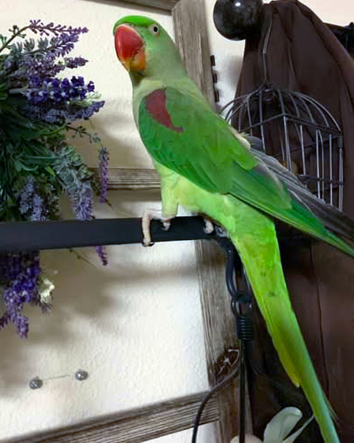 Alexandrine Parakeet — HFFN member's bird on Oʻahu