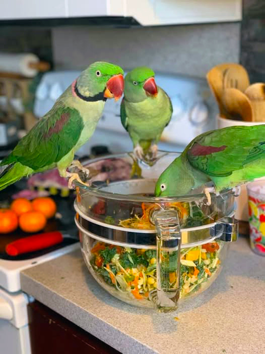 Alexandrine Parakeet with Indian Ring-necked Parakeet — size comparison — HFFN member birds on Oʻahu