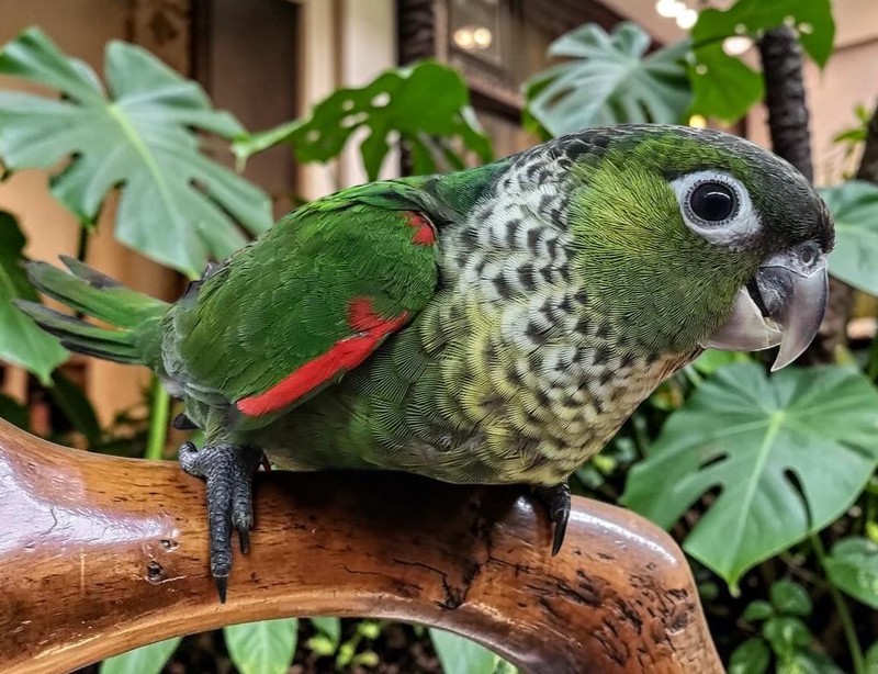 Black Cap Conure — HFFN member's bird on Oʻahu