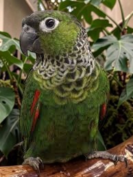 Black Cap Conure — distinctive dark head and scalloped green body — HFFN member's bird on Oʻahu