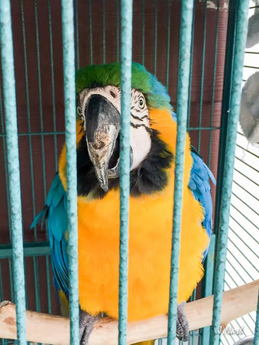 Bugsy healing after veterinary treatment for his beak injury — finally receiving the care he deserved