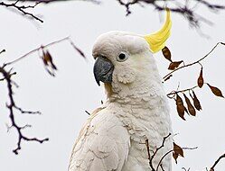 Sulphur-crested Cockatoo at an HFFN gathering on Oʻahu — vivid yellow crest against brilliant white plumage