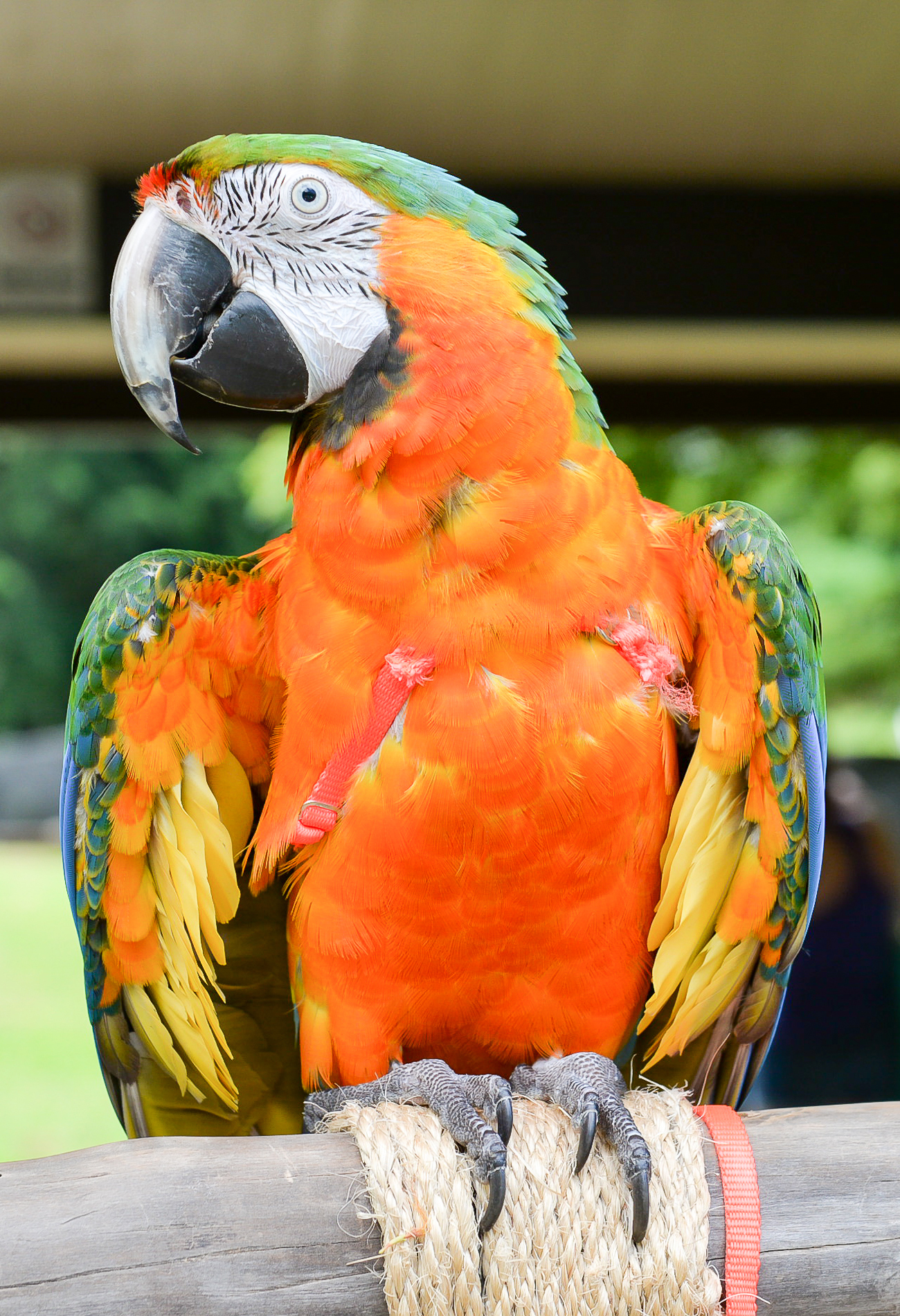 Catalina Hybrid Macaw — HFFN member birds on Oʻahu