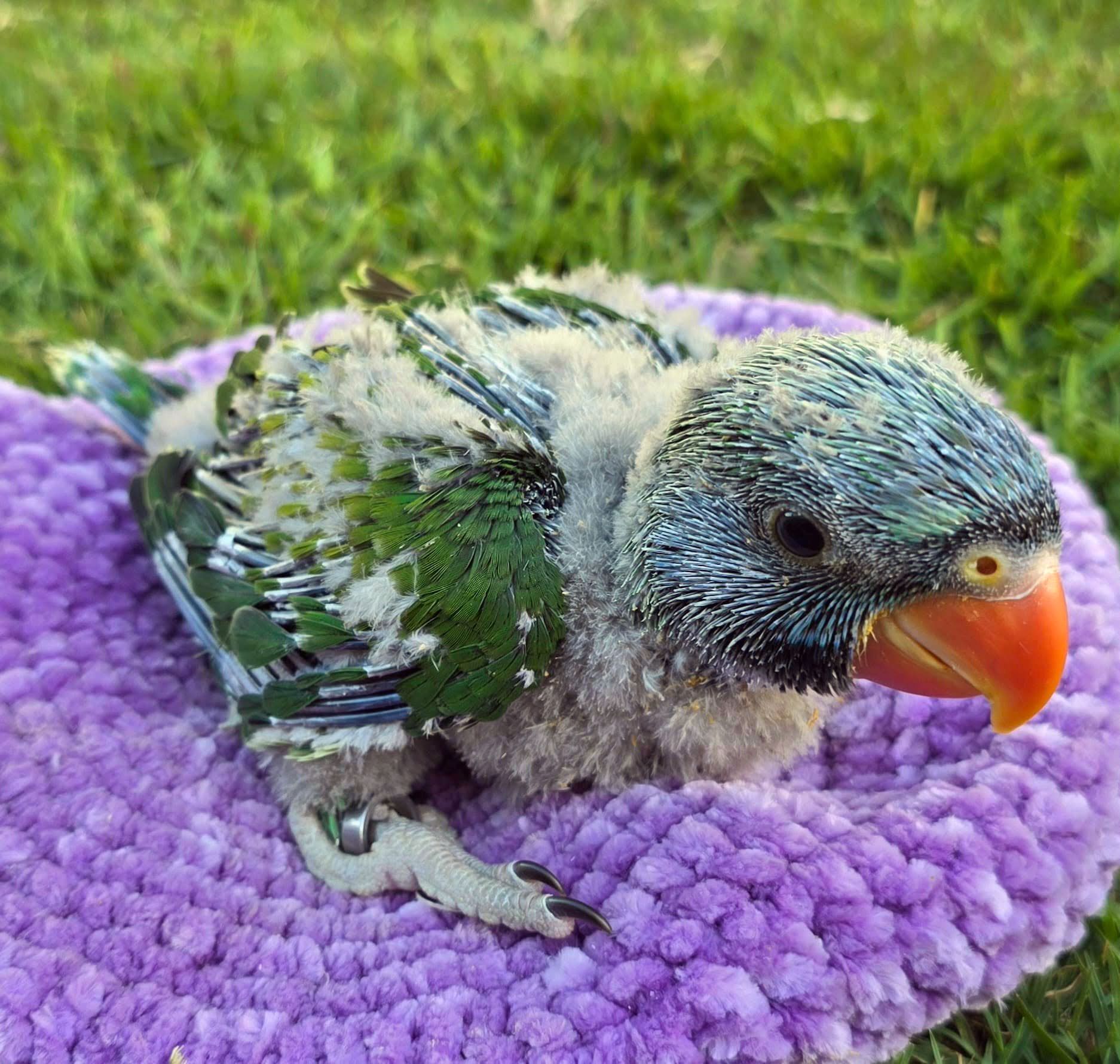Derbyan Baby — HFFN member's bird on Oʻahu