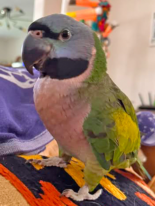 Derbyan Parakeet — HFFN member's bird on Oʻahu