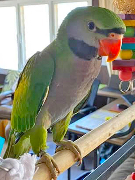 Derbyan Parakeet — showing vivid coloration — HFFN member's bird on Oʻahu
