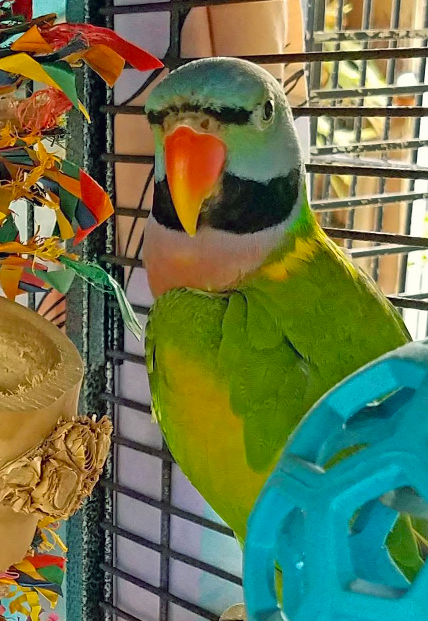 Derbyan Parakeet — HFFN member's bird on Oʻahu