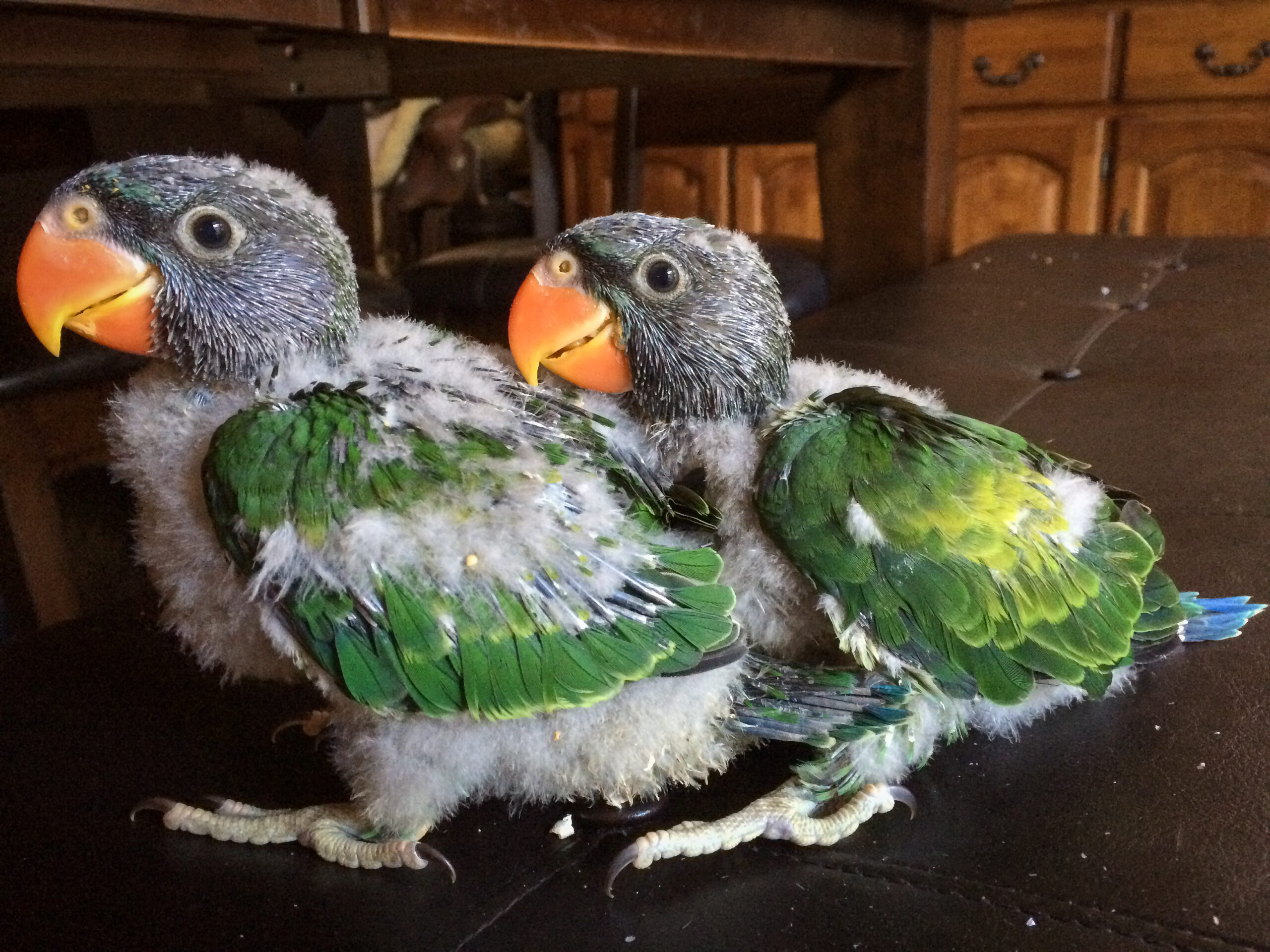 Derbyan Babies — HFFN member's bird on Oʻahu