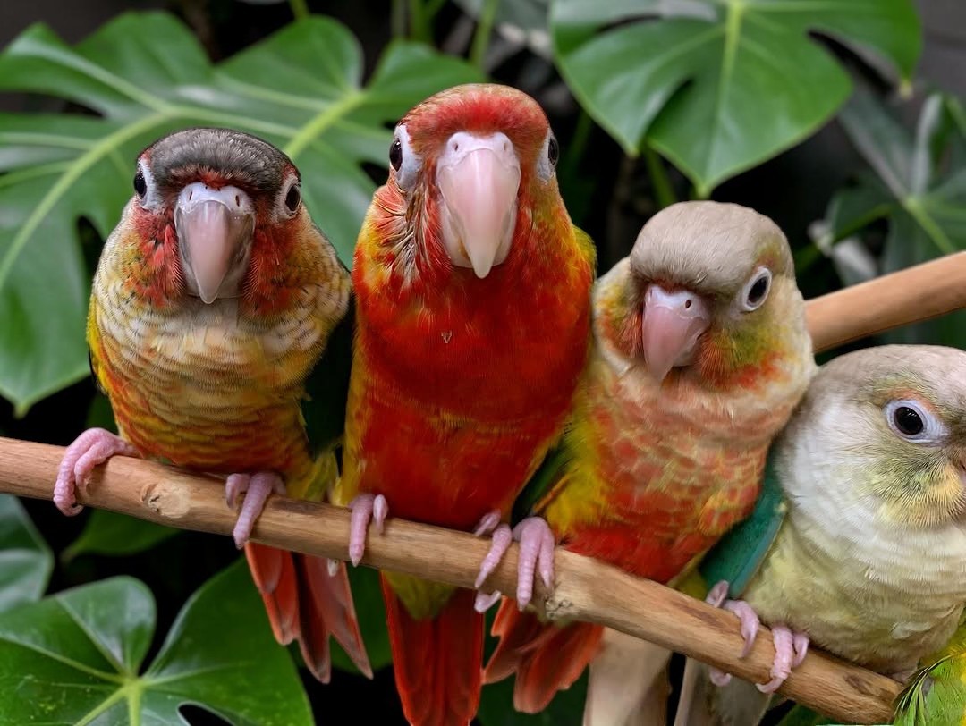 Green Cheek Conure color morphs — multiple mutations — HFFN member birds