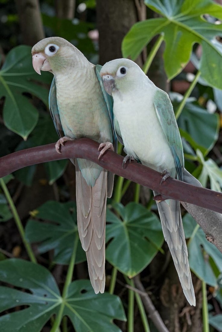 Green Cheek Conure color morphs — HFFN member birds on Oʻahu