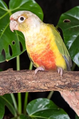 Pineapple Green Cheek Conure — yellow and orange mutation — HFFN member's bird on Oʻahu