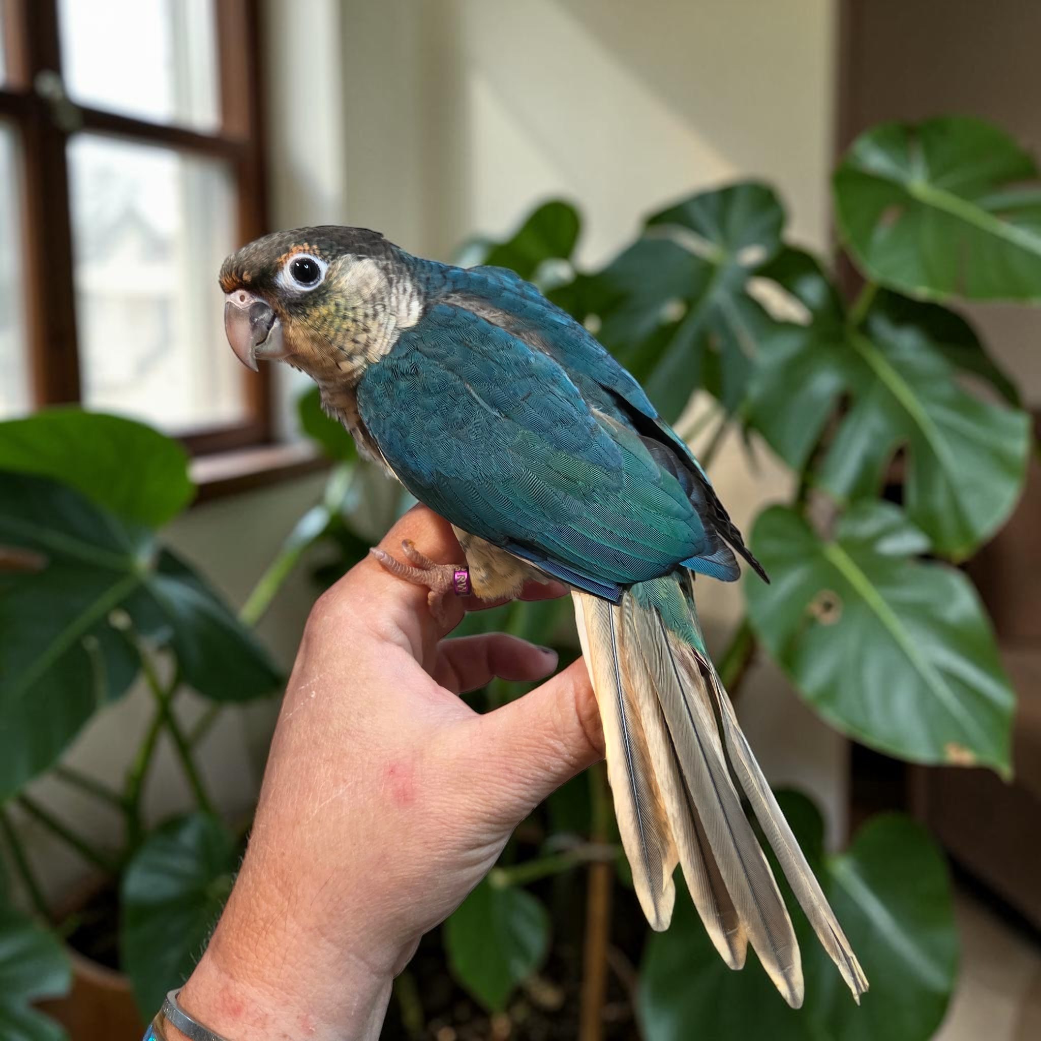 Violet Yellow-Sided Turquoise Green Cheek Conure — HFFN member's bird on Oʻahu