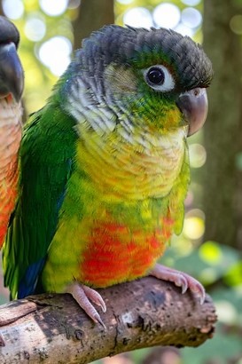 Violet Green Opaline Green Cheek — Casey Baker photo