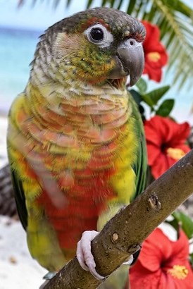 Yellow-Sided Green Cheek Conure mutation — HFFN member's bird on Oʻahu