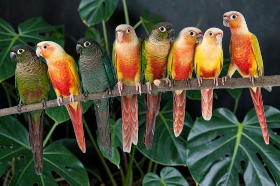 Green Cheek Conure and Black Cap Conure together — showing relative size — HFFN member birds