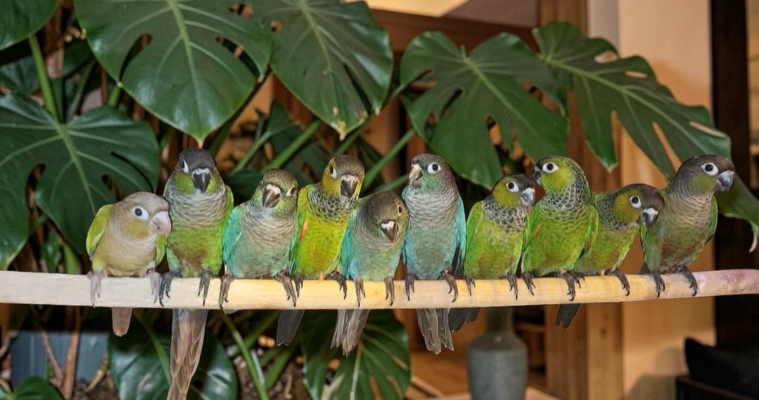 Green Cheek Conure and Black Cap Conure together — HFFN member birds on Oʻahu