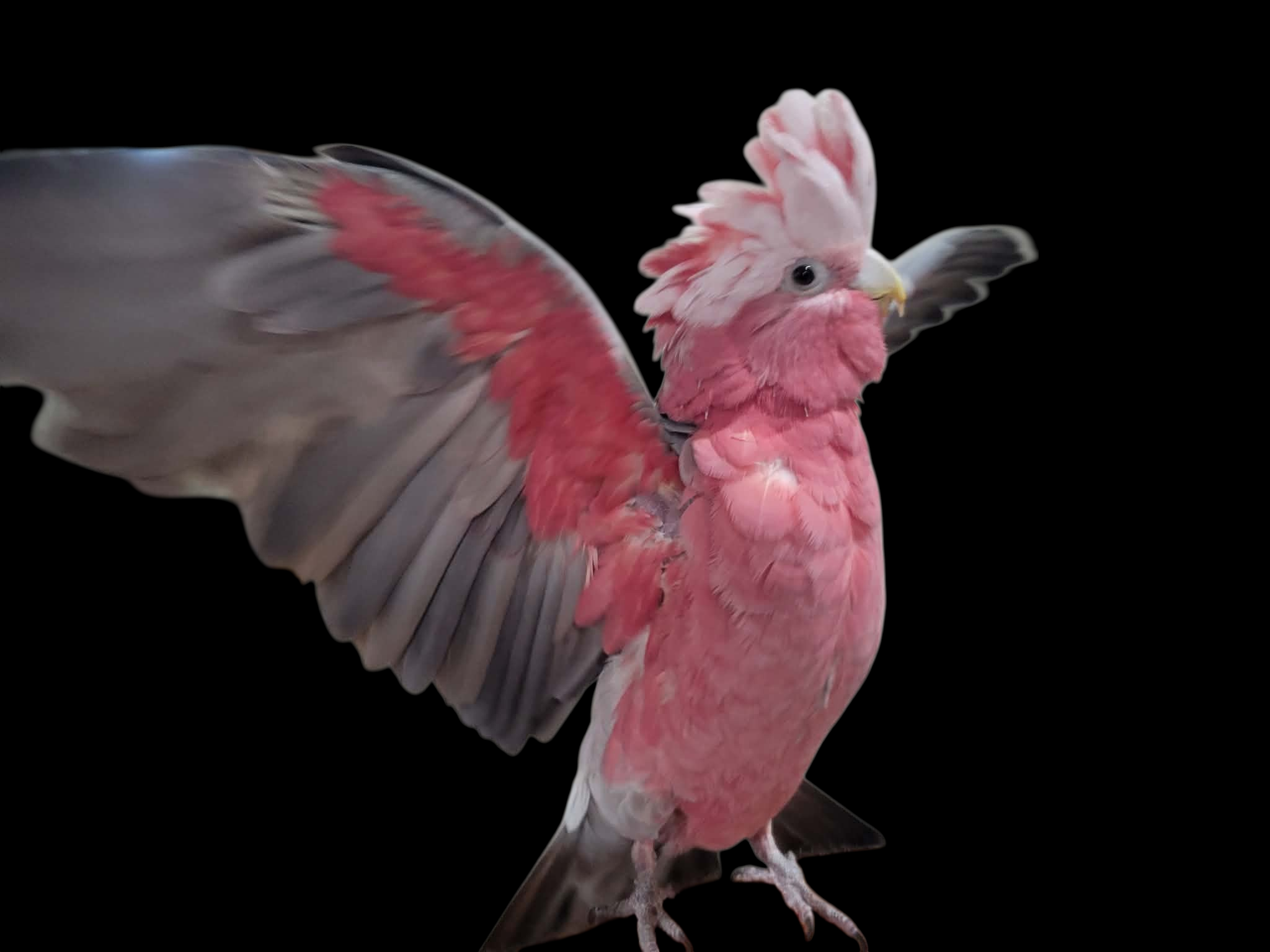 Rose-Breasted (Galah) Cockatoo showing off — vivid pink and grey plumage