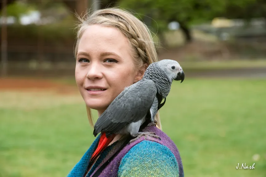 Young woman with African Grey parrot on her shoulder, Oʻahu