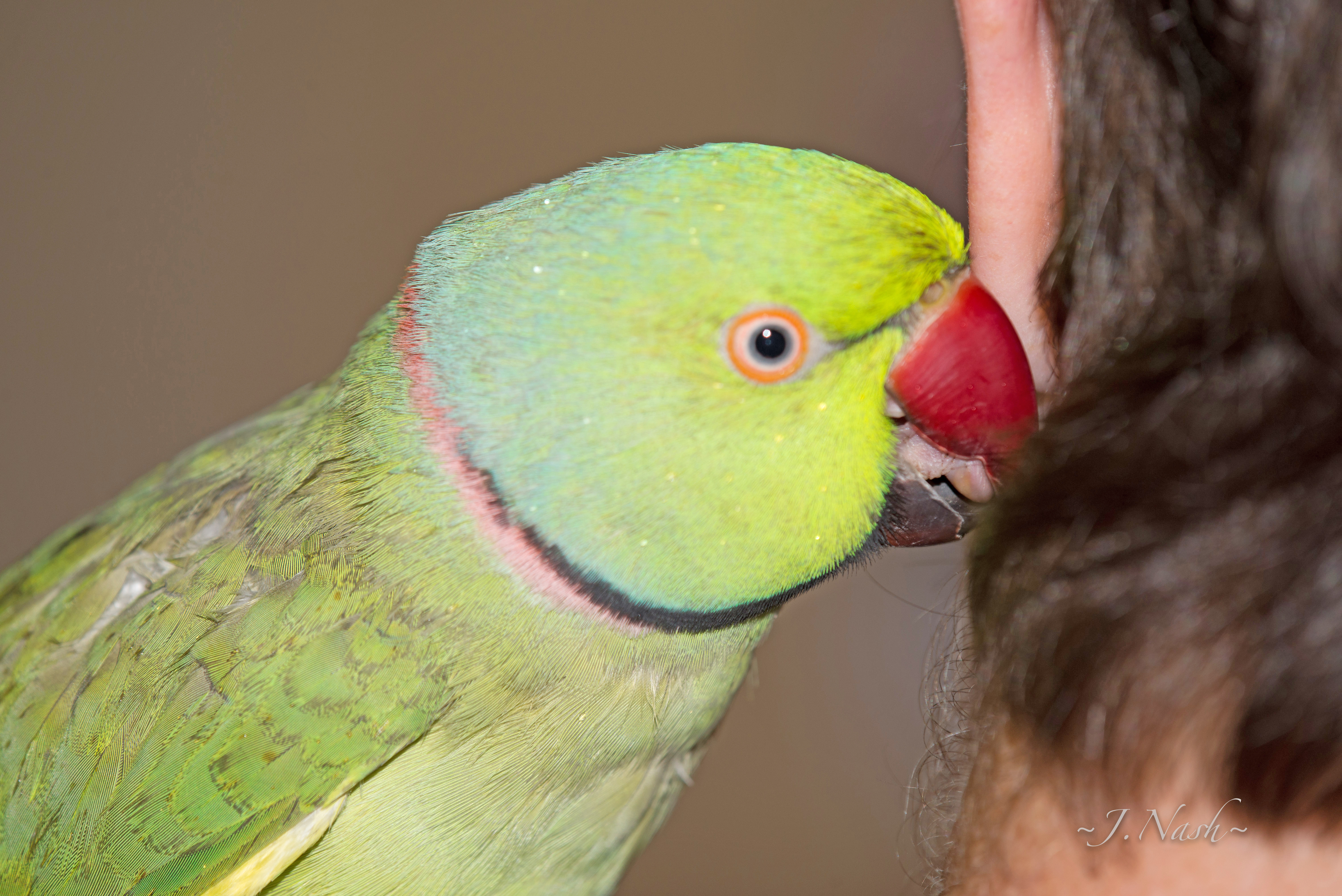 Indian Ring-necked Parakeet — HFFN member's bird on Oʻahu