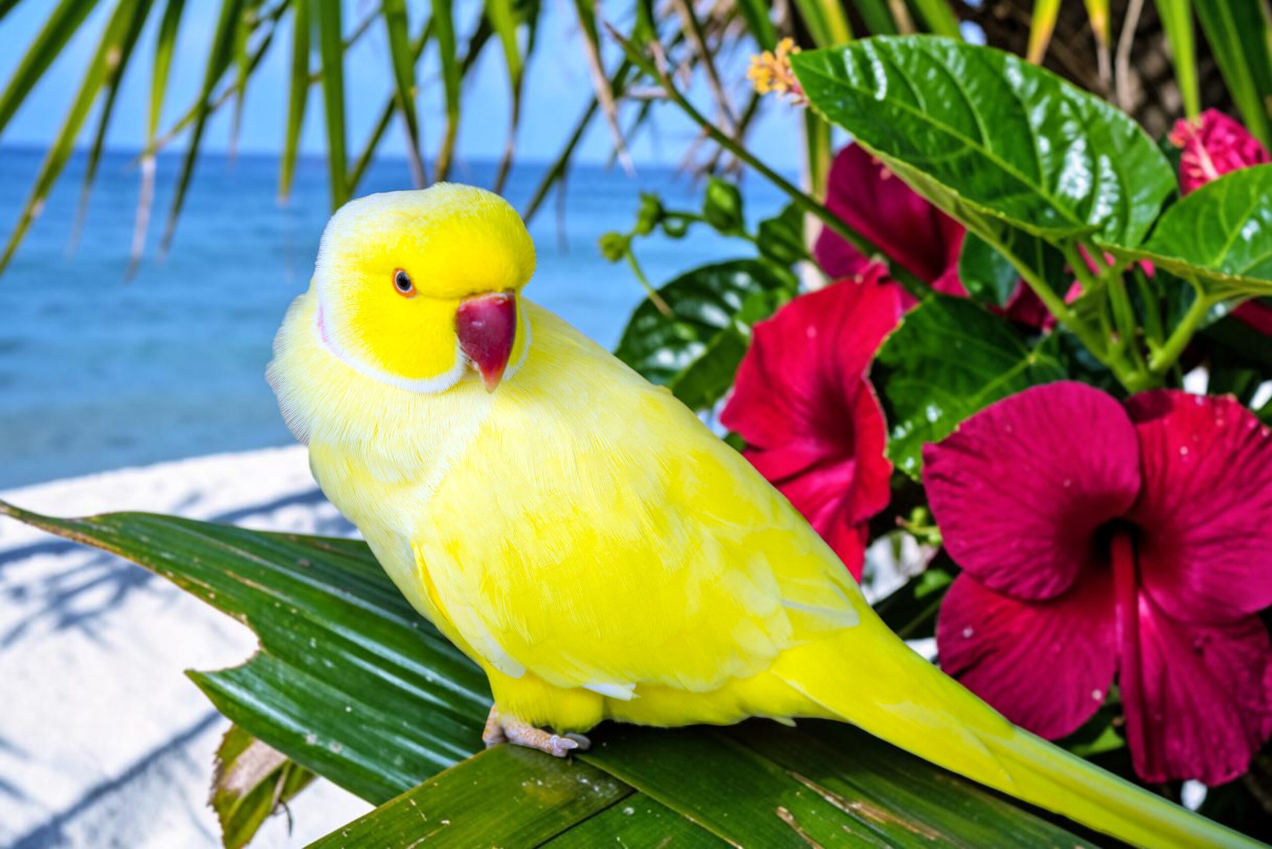 Indian Ring-necked Parakeet — HFFN member's bird on Oʻahu