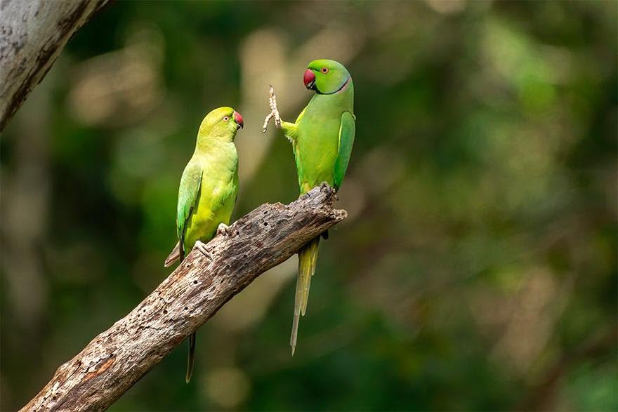 Indian Ring-necked Parakeet — HFFN member's bird