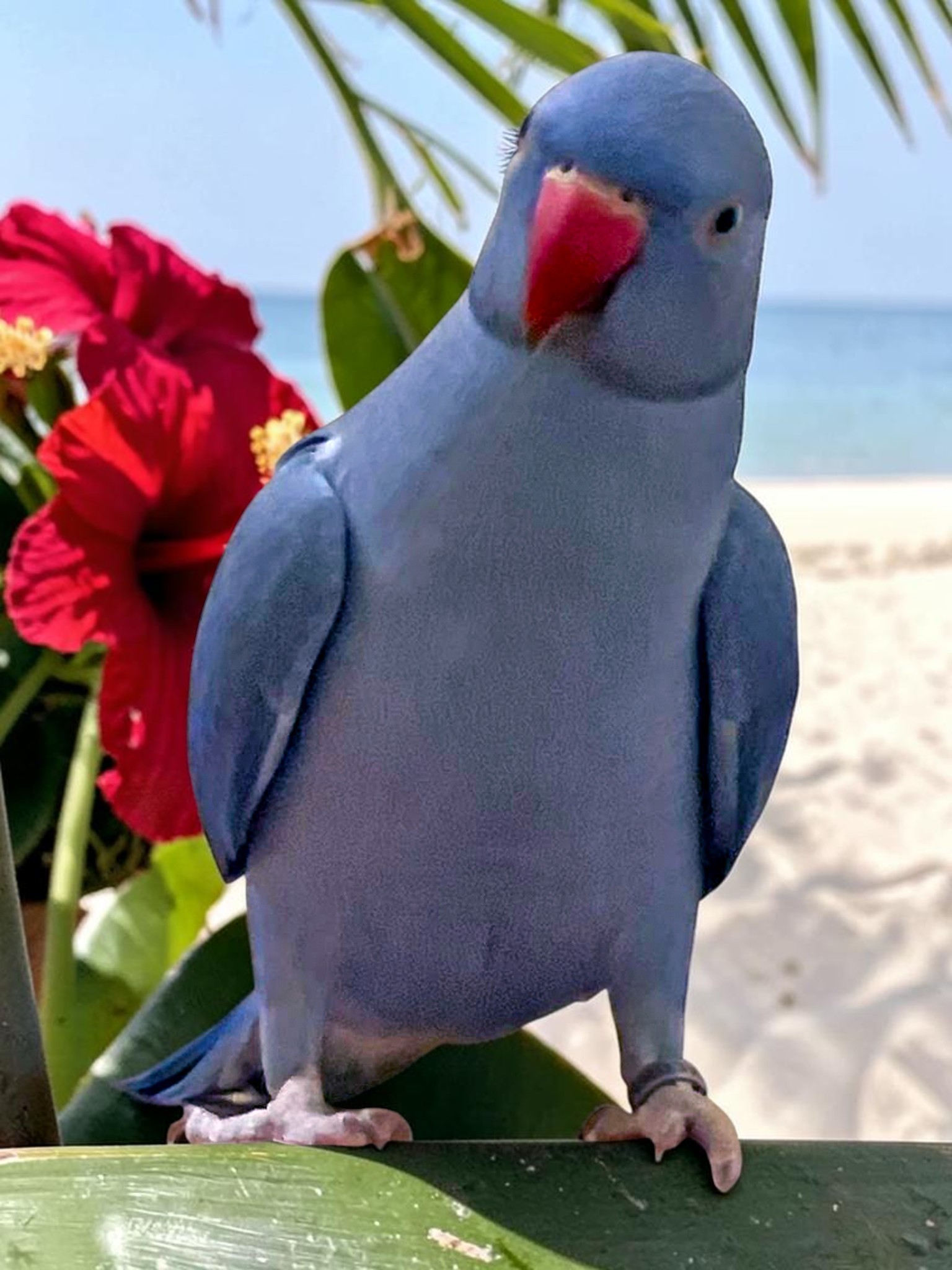 Indian Ring-necked Parakeet — HFFN member's bird on Oʻahu