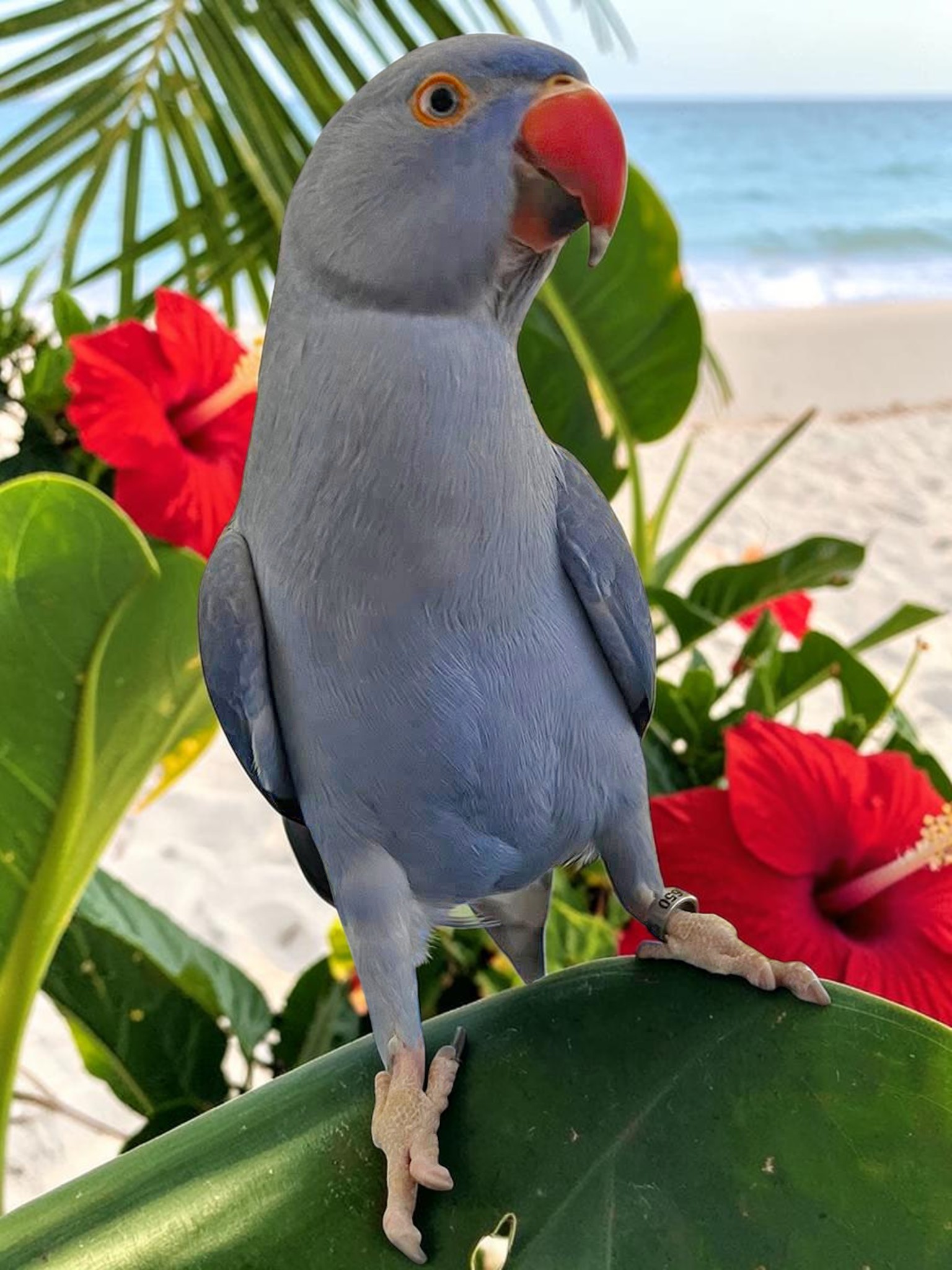 Indian Ring-necked Parakeet — HFFN member's bird on Oʻahu