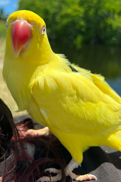 Indian Ring-necked Parakeet — color mutation — HFFN member's bird on Oʻahu